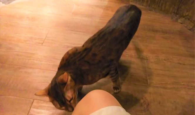 東京：武蔵野/吉祥寺【ジブリの世界観！てまりのおうち ＜ 猫カフェ (Cat Cafe) ＞】おしゃれカフェ巡り散歩