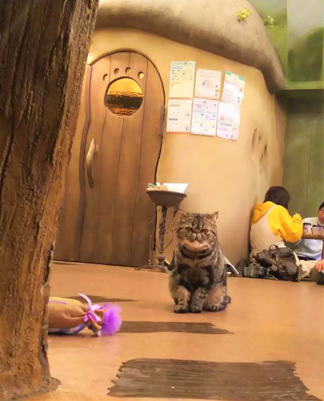 東京：武蔵野/吉祥寺【ジブリの世界観！てまりのおうち ＜ 猫カフェ (Cat Cafe) ＞】おしゃれカフェ巡り散歩