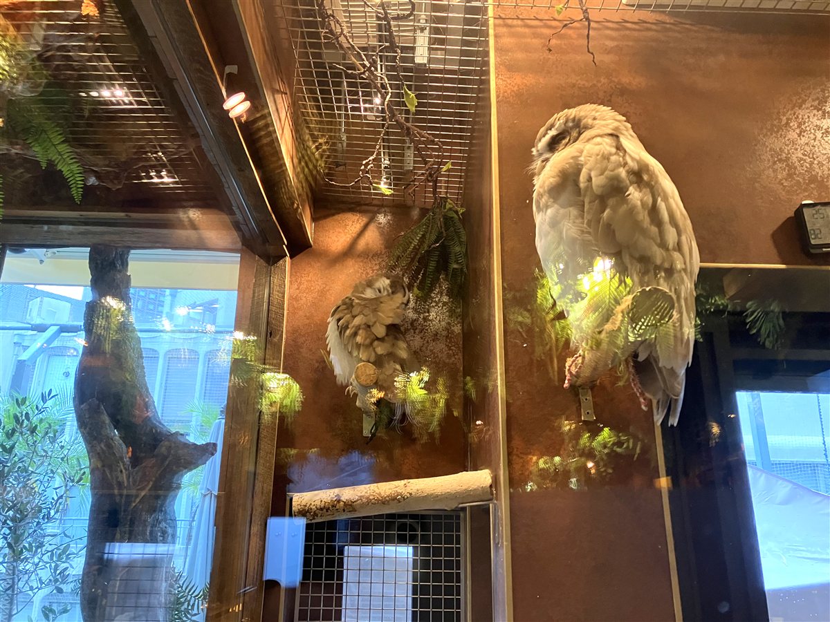 ガラス張りの飼育スペースにいる2羽のふくろう