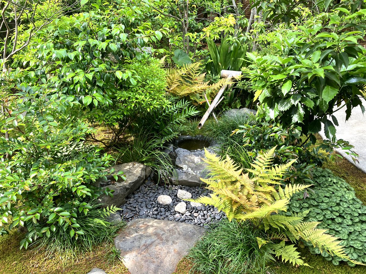 庭園の蹲(つくばい)と竹の筧、シダの緑