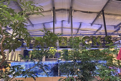 HANA・BIYORIのスターバックスの苔でできたSTARBUCKS看板